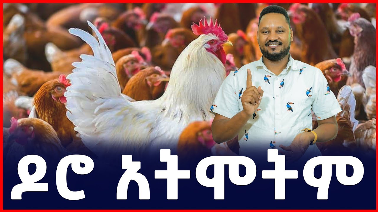 ዶሮ አትሞትም | የዶሮ እርባታ ሚስጥር፡ ከዜሮ ወደ ቢሊዮን! | Poultry Business | Sile Business| 