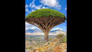 Socotra Islandجزيرة_سقطرى اليمنyemen @yamenibb