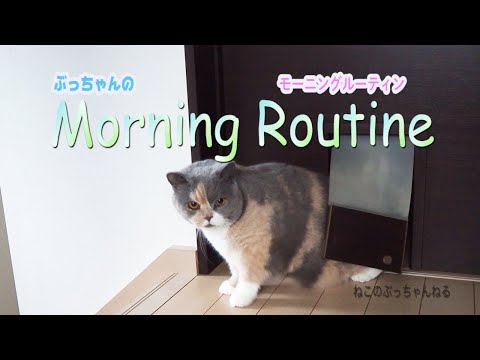 モーニングルーティン ねこの ぶっちゃんねる【Morning Routine】😼ブリティッシュショートヘアー|ねこのいる暮らし|ねこ動画|