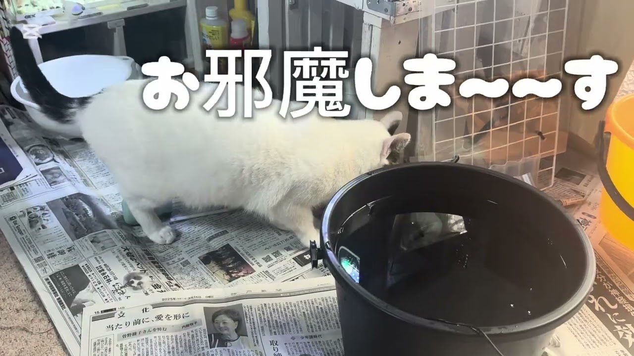 ピンポンパールの水換え