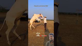 #dj #music #newmusic #trendingshorts #cow #bailgadasharyat #bullfarm #comedymusic