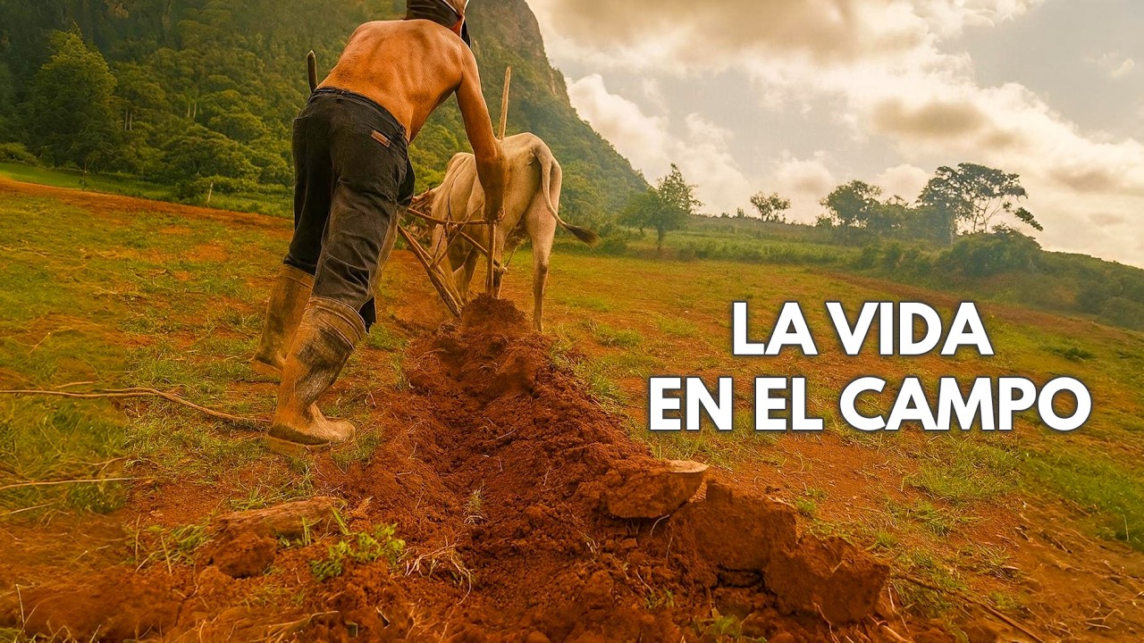 24h TRABAJANDO en el CAMPO CUBANO: así de dura es la vida del campesino