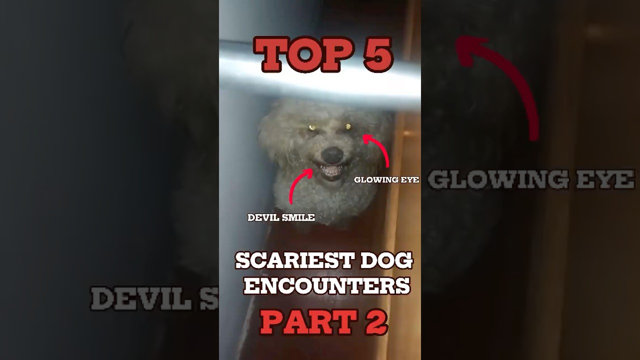 Part 2: Top 5 Scariest Dog Encounters! 😱🐾 