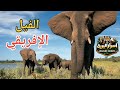الفيل الإفريقي أسرار الفيلة أسرار البرية