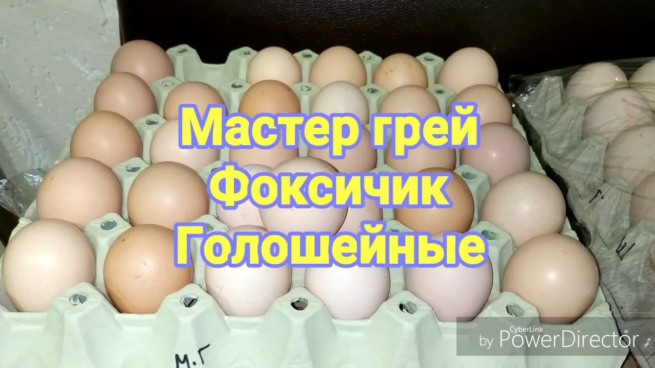 Воронеж купить инкубационное. Яйцо мастер грей инкубационное. Яйцо голошейки инкубационное. Инкубационное яйцо бройлера. Инкубационное яйцо разноцветное.