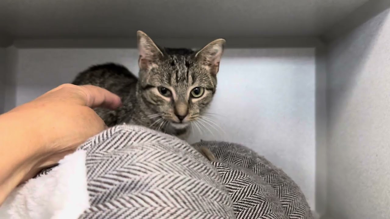 Sunny Sage 239101 would love to be your little princess👑