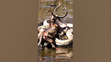 Rare moment when antelope attacks giant python  #bigpython #youtubeshorts #snake #wildlife #animals
