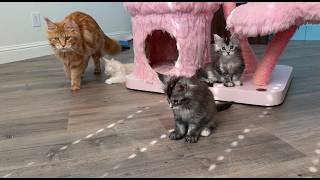 Day in the life of 8 week old Maine Coon kittens