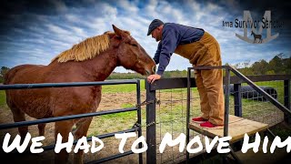 Belgian Draft Horse Rescue Had To Be Moved