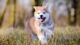 Training Akitas for Sled Dog Races: Speed and Stamina by Akita USA 36 views 2 months ago 4 minutes, 18 seconds