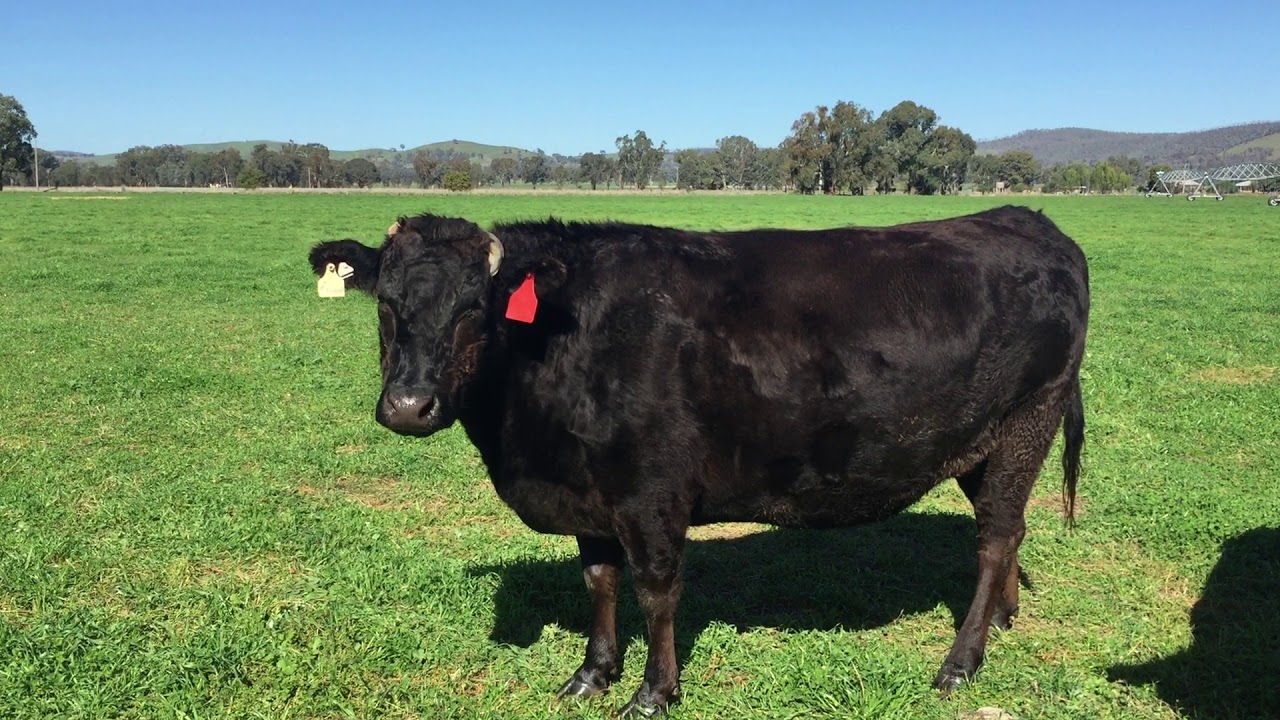 Elite Wagyu Sale Lot 58 Embryo Dam YouTube