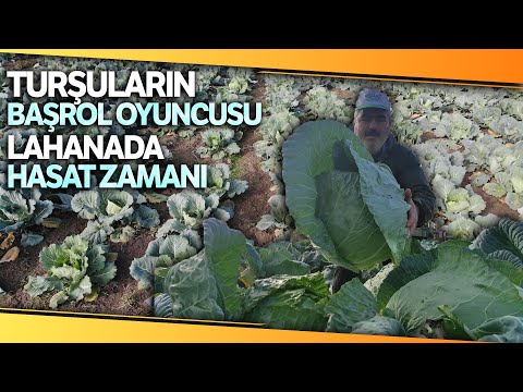 Turşuların Başrol Oyuncusu Lahananın Hasadına Başlandı