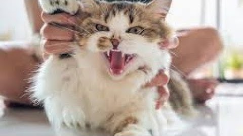 You Love Your Cat… But These 22 Mistakes Are Hurting Them