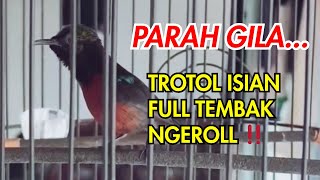 ⚫ GILA!!!... KONIN IJO INI GACOR PARAH‼️ MASTERAN KOLIBRI NINJA TROTOL ISIAN FULL ROLL TEMBAK #konin