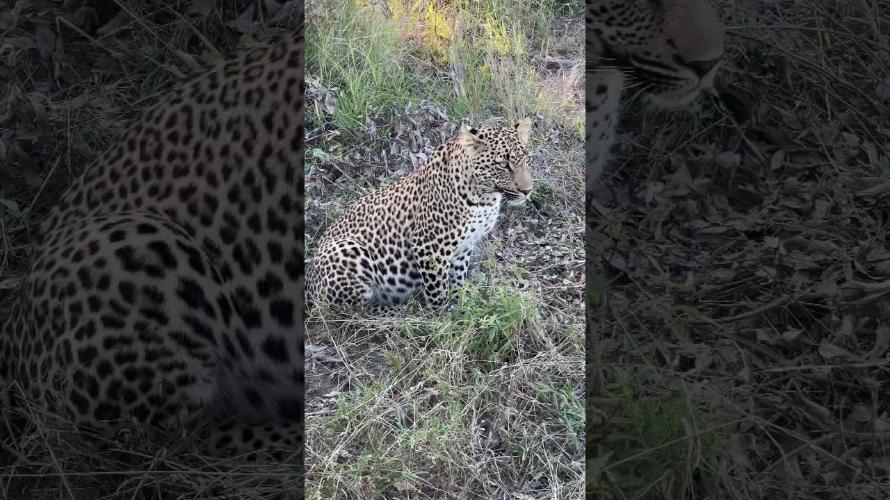 Happy Leopard Sunday 