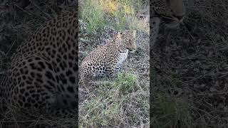 Happy Leopard Sunday #shorts #reels #leopard