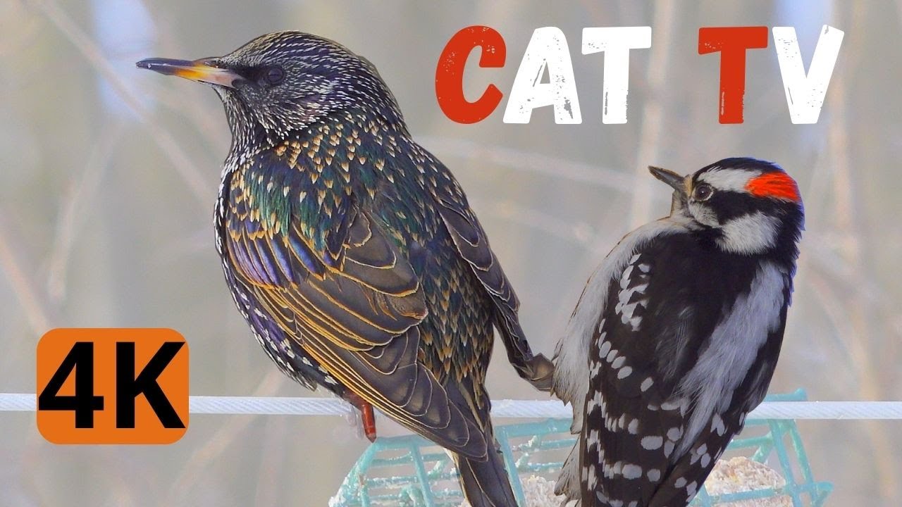 4h44🐱Cat TV – Birds for Cats to Watch 🐦 | Relaxing Nature Bird feeder - Lots of Birds - 4K