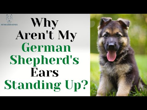 Video: Kada će moje uši njemačkog ovčara ustati?
