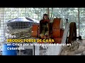 Productores de Caña en Crisis por la Inseguridad Rural en Colombia - TvAgro por Juan Gonzalo Angel