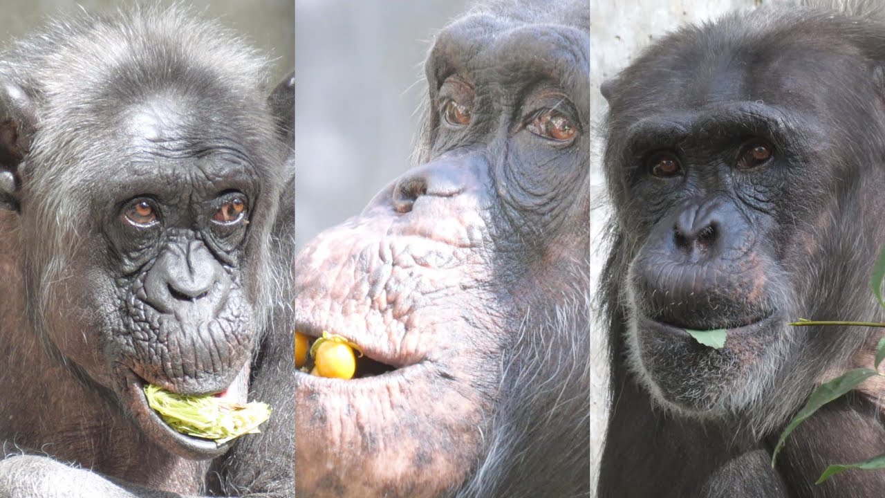 Pay attention to the effects of waddling! Tadashi, Misses, and