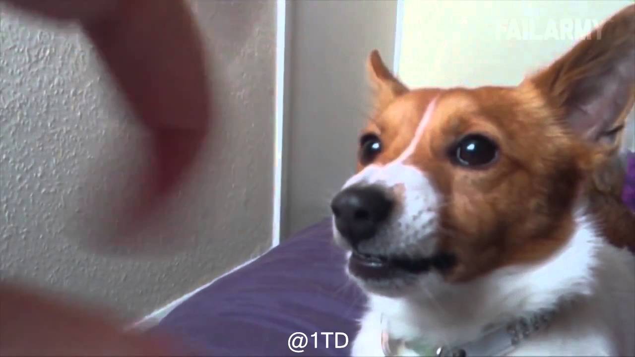 Vine Chrish 'Oh FUCK' bit by a dog