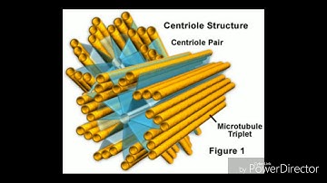 Centrioles Video