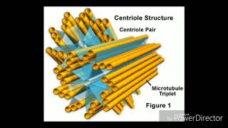 Centrioles Video