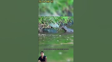 Rái cá săn bắt rùa cá sấu,khoảnh khắc ngoạn mục. #shortvideo #shorts  #thegioidongvat.