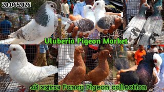 Uluberia Pet Market | Recent fancy pigeon price update at uluberia pet market on 20.06.26 