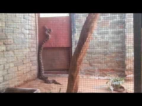 Deadly Indian Rock Python trying to escape, climbs vertically up the wall at the Madras Croc Park