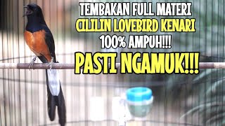 PANCINGAN MURAI 100% EFEKTIF BIKIN LAWAN EMOSI JADI BONGKAR ISIAN CILILIN LOVEBIRD KENARI