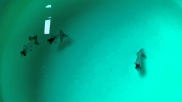 Cá vàng Moor Panda Thái