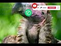 Asalin Maganin Rubuwa Da Kuncin Rayuwa 