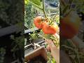 harvesting tomato #balconygarden #garden #agriculture #food #farming #shortsvideo #nature #yt
