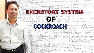 Excretory System of Cockroach(Periplaneta) | For  IAS,NEET,GATE,NET and BSc