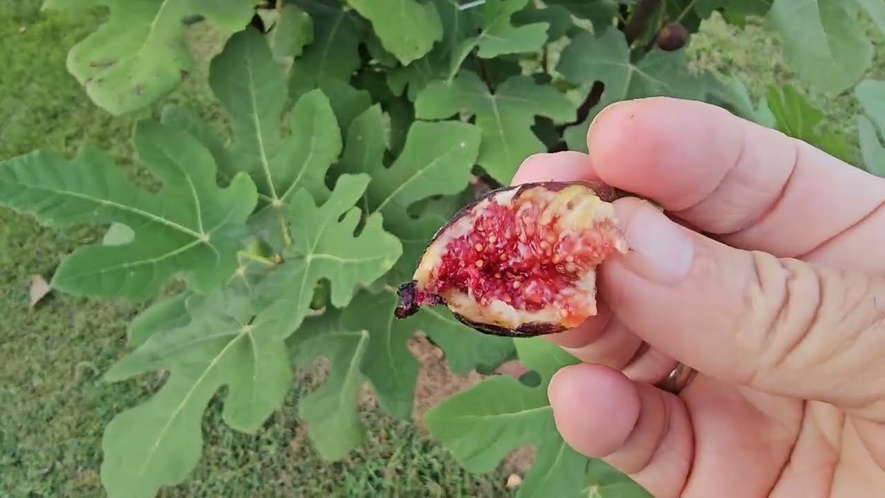 Обновление «Сад» от 19 сентября. Улучшенная Селеста — это не Селеста!!!!