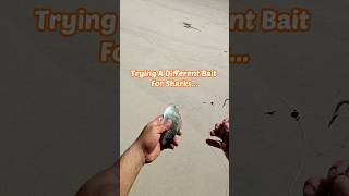 Trying a different bait for shark fishing today.