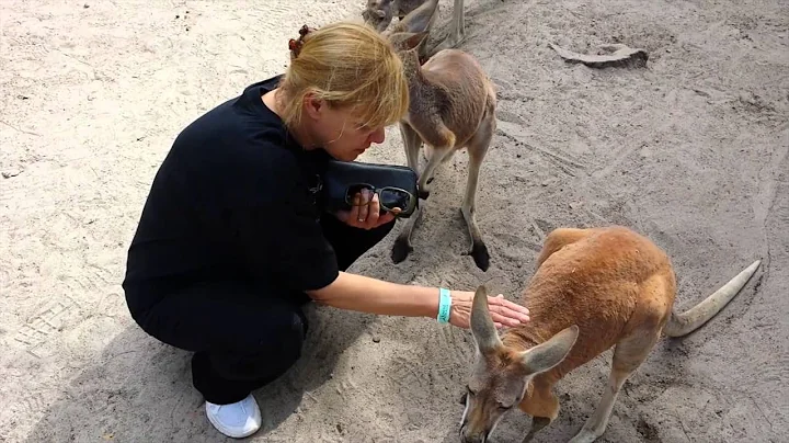 Darlene Evans at Jungle Island with kangaroos