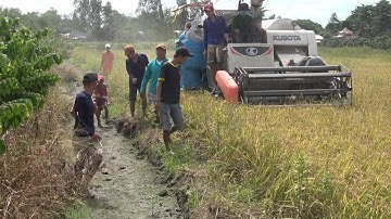 BÁC SÁU CÙNG ANH EM BẮT CHUỘT ĐỒNG MÙA GẶT LÚA - TT865