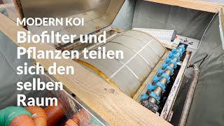 Michael's somewhat inaccessible drum filter system | Modern Koi Blog #7373