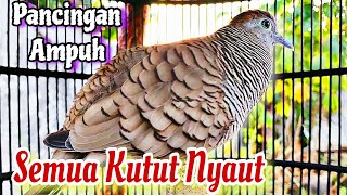 Perkutut lokal Gacor Suara BESAR bikin Cepat Emosi Lawan Auto Nyaut Seketika, suara pancingan kutut