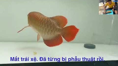 Sửa mắt xá rồng bị xệ. Cá đã từng phẫu thuật thất bại.