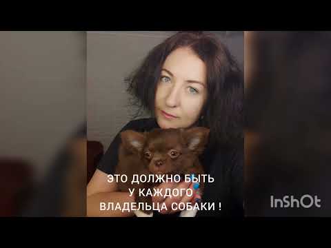 АПТЕЧКА ДЛЯ СОБАК НА ВСЕ СЛУЧАИ ЖИЗНИ