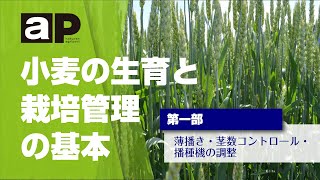 【アグリポート】小麦の生育と栽培管理の基本（第一部）　薄播き・茎数コントロール・播種機の調整
