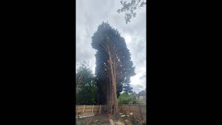 Topping a large conifer