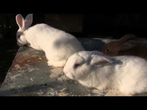 გამომიგზავნეთ ზელანდიურის თაობების მოკლე ვიდეო თქვენი ფერმიდან..