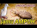 Manfaat dan khasiat undur-undur ( bikin perkutut jadi super )