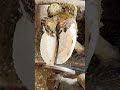 Cow gets PAIN RELIEF for a PUNCTURED FOOT! #hoof #healers #relief