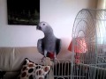 African grey (Simon) Hablando