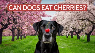 Can Dogs Eat Cherries? (The Risks!)
